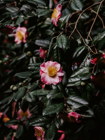 Unsplash ID xC_N77AjlXI