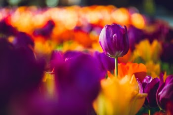Unsplash ID xDqI7fhqwTs