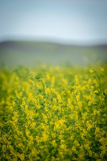 Unsplash ID XDyVwivC8lw