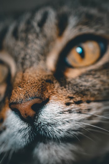 Unsplash ID xfywMJhgiuQ