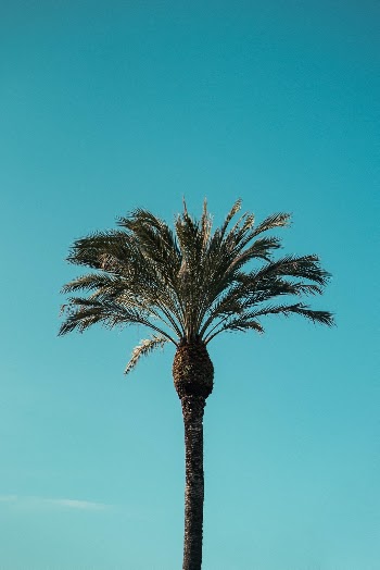 Unsplash ID xHfr8TdVkxc