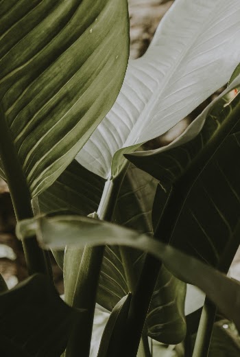 Unsplash ID xHfWl35OOsg