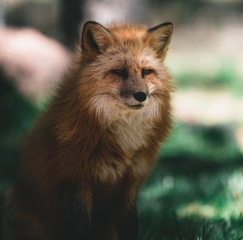 Unsplash ID XOxsVJmCyxk