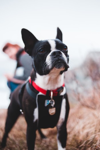 Unsplash ID xpRfrTIaSso
