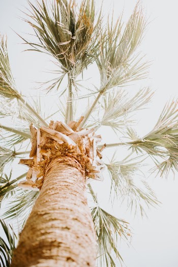 Unsplash ID xQiNJqA0xp8