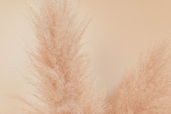 Unsplash ID xsG_glGcGG4