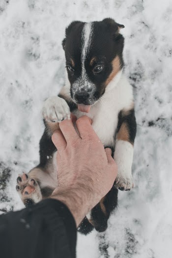 Unsplash ID xsHz59x66Ds