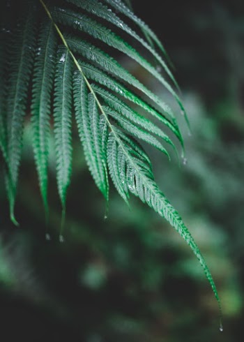 Unsplash ID xsN9KK4DKV0