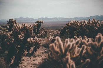 Unsplash ID xwPZsr3Grwo