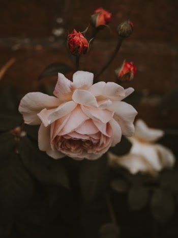 Unsplash ID xxV9bfG1r-M