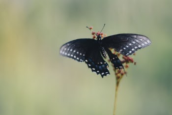 Unsplash ID Y1qijzrIDN4