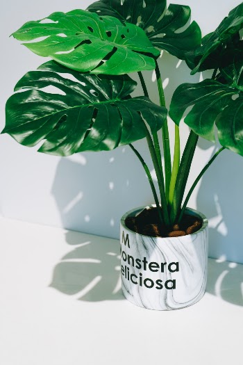 Unsplash ID y26NHYSTZRk