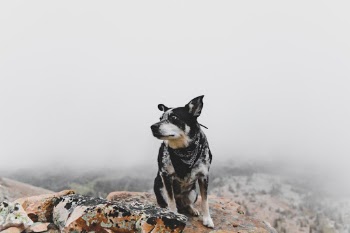 Unsplash ID y2KdY35a0Jc