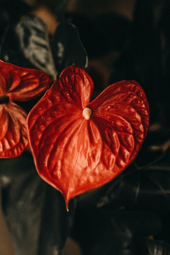 Unsplash ID y2RiLKF0pIo
