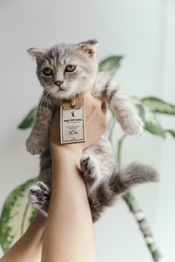 Unsplash ID y34UOHoDkWQ