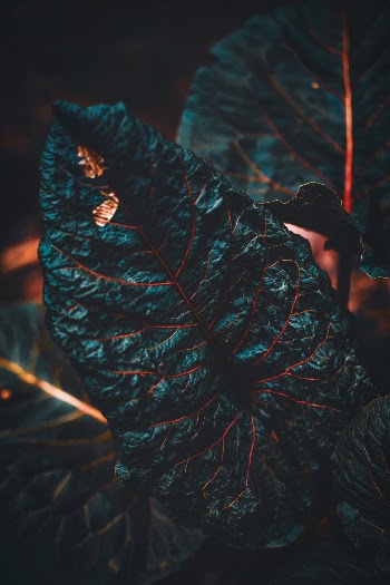Unsplash ID Y5A7q2NnfcY