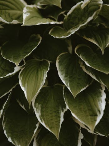 Unsplash ID Y5Y24G6LH7M