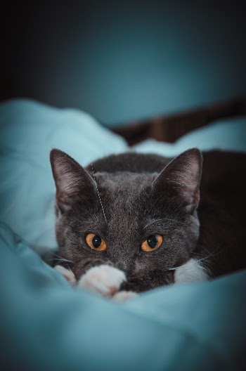 Unsplash ID ycJHJGRgdmI