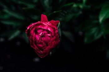 Unsplash ID yCUsgRHQ4Dk