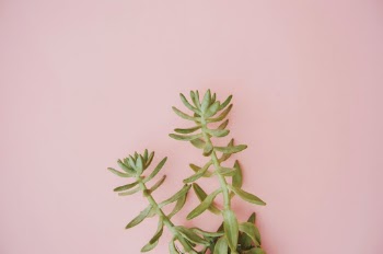 Unsplash ID yE80KS1285Q