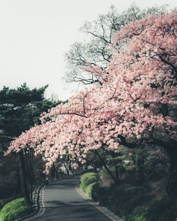 Unsplash ID yER6L9sRPXM