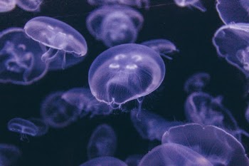 Unsplash ID YgvWaaKtBR8