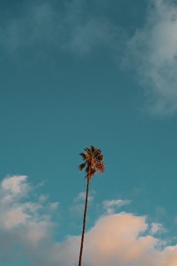 Unsplash ID YiEEood90OM