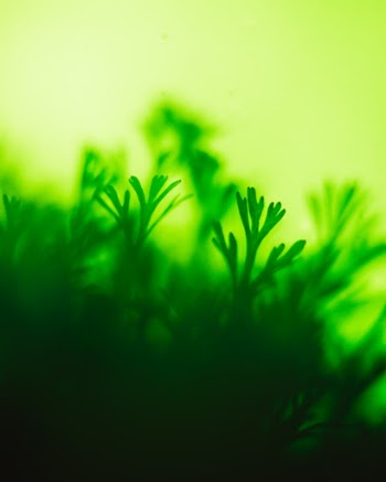 Unsplash ID YOK9l3dYNaI