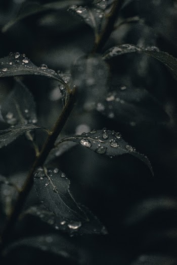 Unsplash ID yP00Kve3ZfI