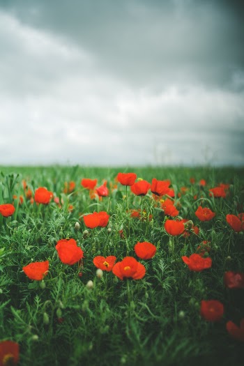 Unsplash ID YPXcyNHXphE