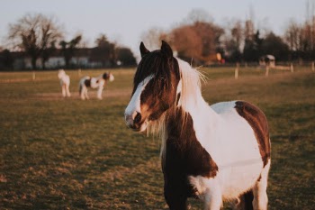 Unsplash ID YZOqXWF_9pk