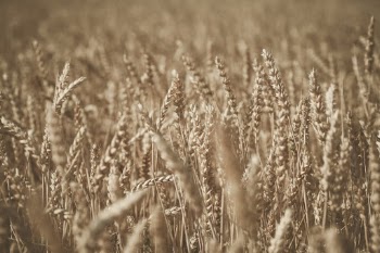 Unsplash ID _z0rwLXBCg4