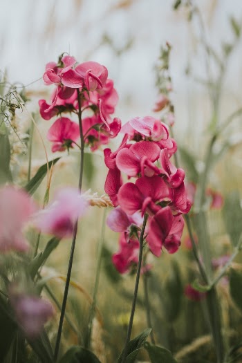 Unsplash ID z5Cei2ErjuQ