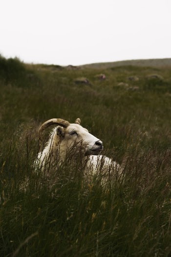 Unsplash ID Z9bu9dCSuA4