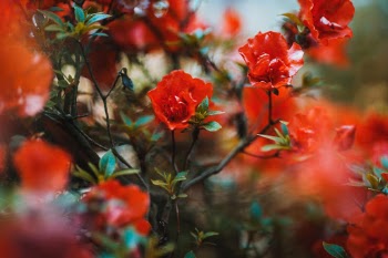 Unsplash ID Z9Wcigq8kAY
