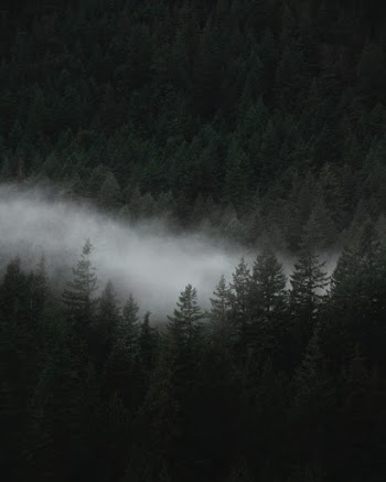 Unsplash ID ZDwp-QdzoH8