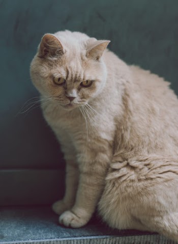 Unsplash ID zESCoTmVaaw