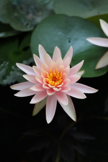 Unsplash ID Zi5ENDBfNFw