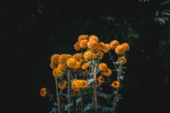 Unsplash ID ZjmOhi9NRus