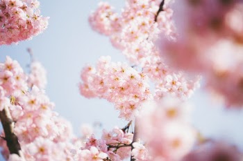 Unsplash ID zlCAI1SWZ5M