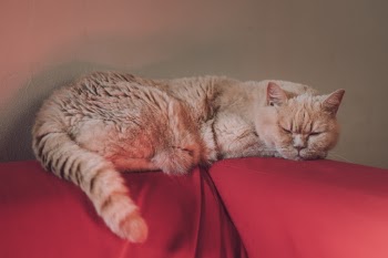 Unsplash ID zn11uQ7gAMw