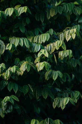 Unsplash ID ZN5YW-HLGMo
