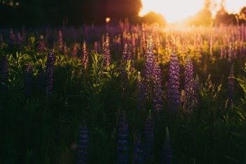 Unsplash ID ZN76SroLyB8