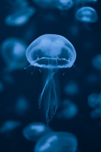 Unsplash ID zndOvUadrTg