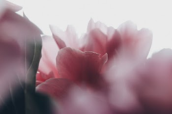 Unsplash ID ZPb0oRkyI0A