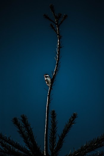 Unsplash ID ZQgXPFztxLU