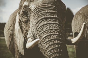 Unsplash ID ZR10OvaMCF4