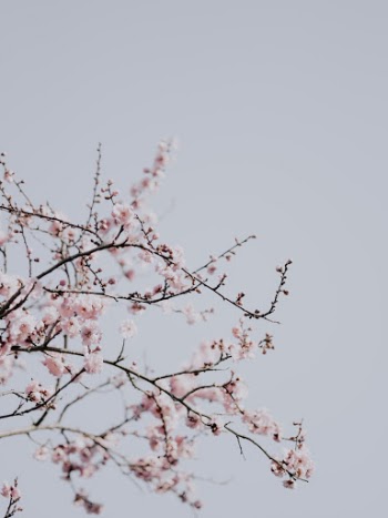 Unsplash ID ZVM4AlMU6IY