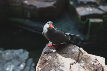 Unsplash ID ZwENX5SK6bU