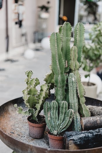 Unsplash ID ZYtDVTBUAJA